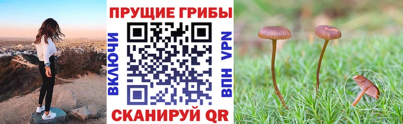 закладки  Горно-Алтайск  Галлюциногенные грибы Magic Shrooms 
